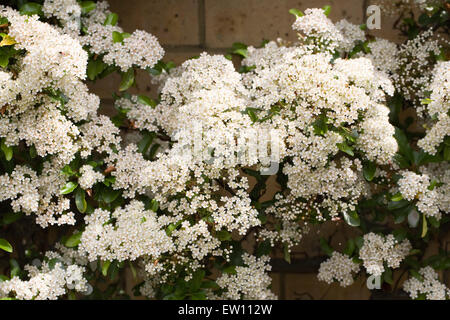 Pyracantha. Firethorn flowers trained against a brick wall. Stock Photo