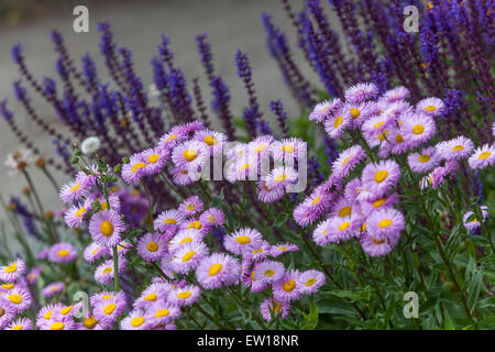 Fleabane flowers Erigeron ' Rosa Juwel ' Stock Photo