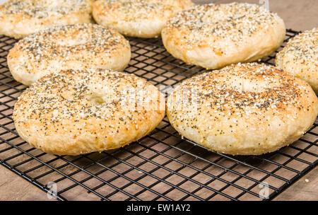 Bagels just baked and placed on cooling rack Stock Photo