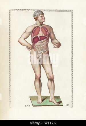 The science of human anatomy by Bartholomeo Eustachi, depicting the shape, size and relative position of the organs of the human Stock Photo