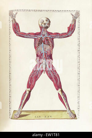 The science of human anatomy by Bartholomeo Eustachi, depicting the shape, size and relative position of the organs of the human Stock Photo