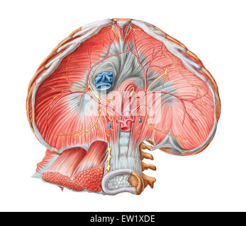 Abdominal surface of diaphragm through abdomen (organs removed). Stock Photo