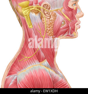 Accessory nerve view showing neck and facial muscles. Stock Photo