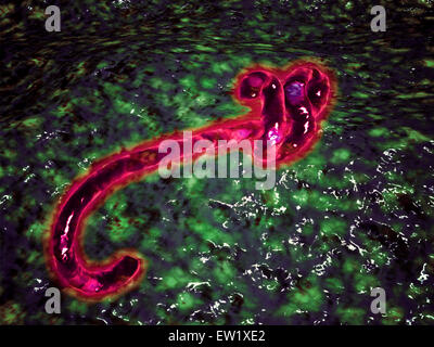 Microscopic view of ebola virus. Stock Photo