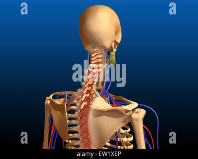 Rear view of the spine and bones of the upper body of the male Stock