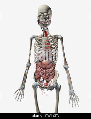 Human skeletal system with organs of the digestive system visible. Stock Photo