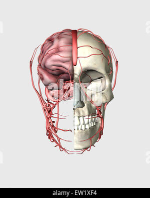 Transectional view of human skull showing half brain with veins. Stock Photo