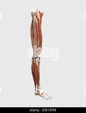 Medical illustration of human leg muscles, bones and joints. Stock Photo