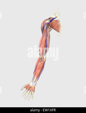 Medical illustration of human arm muscles, veins and nerves. Stock Photo