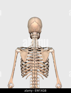 Rear view of human skeletal system showing upper back. Stock Photo