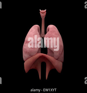 3D rendering of human lungs with respiratory tree and diaphragm Stock ...