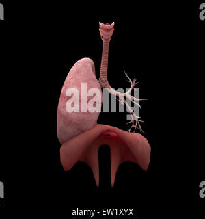 3D rendering of human lungs with respiratory tree and diaphragm. Stock Photo