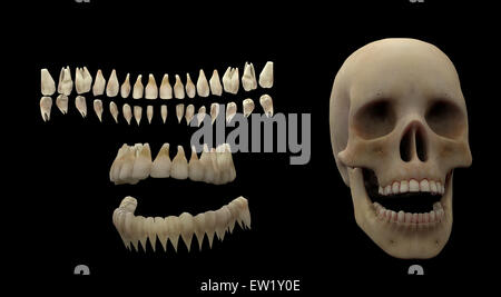 3D rendering of human teeth and skull. Stock Photo