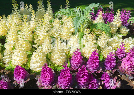 Flowers, Miyazu Japanese Garden, Nelson, South Island, New Zealand Stock Photo