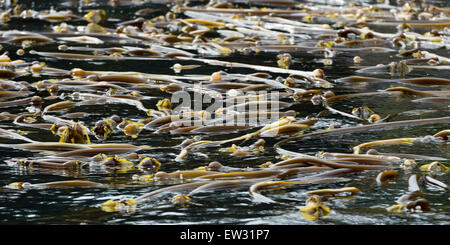 Skeena-Queen Charlotte Regional District, Haida Gwaii, Graham Island, British Columbia, Canada Stock Photo