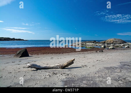 Driftwood on a sandy beach with seaweed, rocks and horizon. Stock Photo