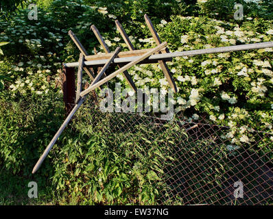 Old wooden rake hung on the fence, elderberry blossoms in the background. Stock Photo