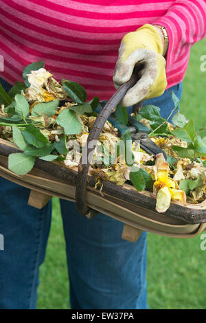 Gardener carrying a wooden trug full of deadheaded roses with secateurs in a garden Stock Photo