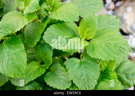 detail of lemon balm in the garden Stock Photo
