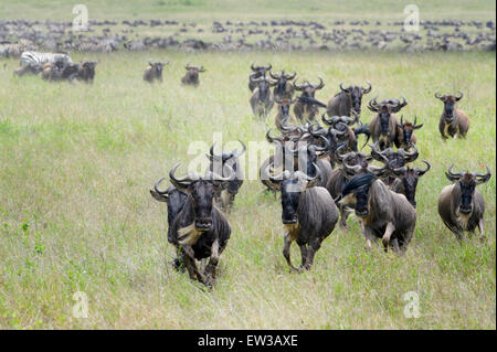 Blue Wildebeest (Connochaetes taurinus) herd, running towards camera on savannah, Serengeti national park, Tanzania. Stock Photo