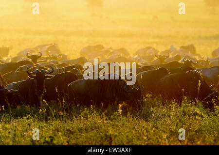 Wildebeests (Connochaetes taurinus) herd grazing during migration at sunrise, Serengeti national park, Tanzania. Stock Photo