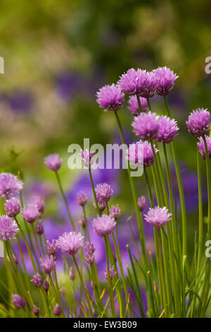 Chives in a garden with purple flowers. Stock Photo