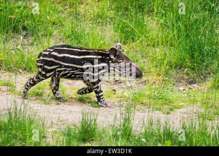 Nine days old baby of the endangered South American tapir (Tapirus terrestris), also called Brazilian tapir or lowland tapir Stock Photo