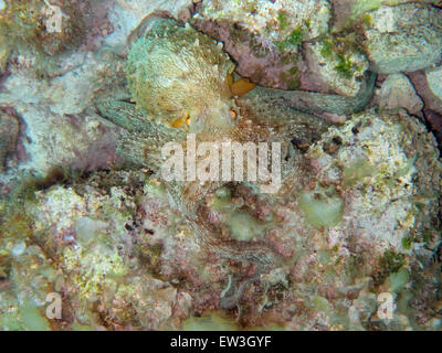 Camouflaged Mediterranean octopus on the seabed Stock Photo