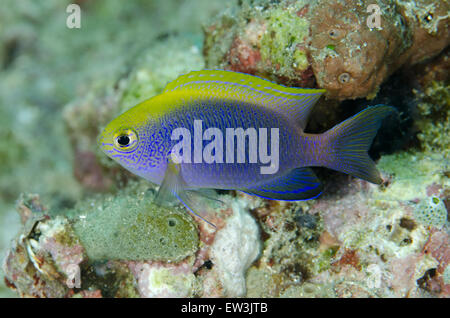 Bleeker's Damselfish (Chrysiptera bleekeri) adult, swimming, Lembeh Straits, Sulawesi, Greater Sunda Islands, Indonesia, February Stock Photo