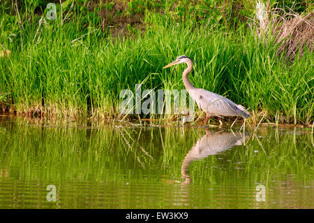 A great blue heron hunting at the water's edge Stock Photo