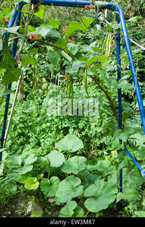 Runner beans growing in an arch over tomatoes, with pumkin plants as ground cover, permaculture vegetable garden, Sheffield, UK Stock Photo