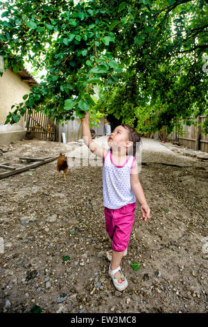 Cute little baby girl gathers mulberies on a farm Stock Photo