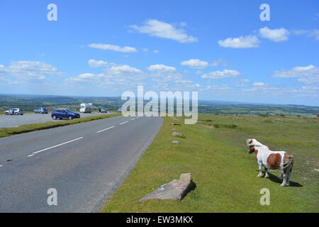 Pork Hill in Dartmoor National Park, with a Dartmoor pony at the roadside, looking towards Tavistock on a sunny day.  Devon, UK Stock Photo