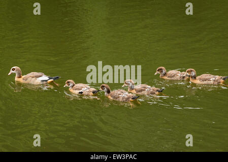 North West London Kenwood House Hampstead Heath wildlife nature park reserve woodland scene goose geese gosling 5 goslings water lake pond swimming Stock Photo