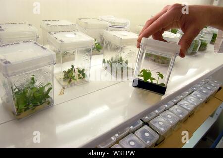 Advanced School St.Anna of Pisa (Italy), research center of Pontedera-Valdera, Laboratory Bio Lab (Biological Laboratories) Stock Photo