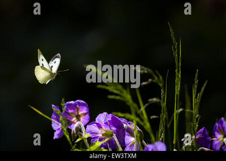 Fluttering large white butterfly flying near purple geraniums and grasses Stock Photo