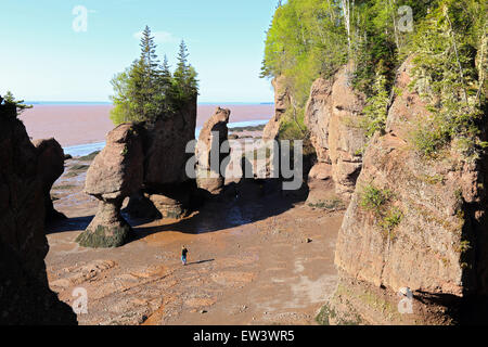Bay of Fundy, New Brunswick, Canada Hopewell Rocks beach at low tide with tourists walking beach. Stock Photo