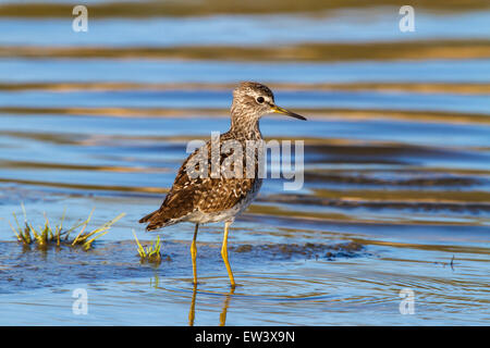 Wood sandpiper (Tringa glareola) foraging in shallow water of wetland Stock Photo