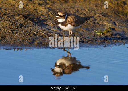 Little ringed plover (Charadrius dubius) foraging along lake shore in wetland Stock Photo