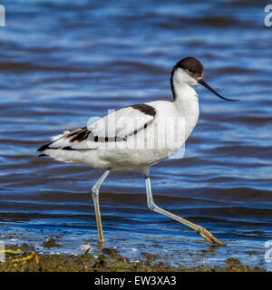 Pied avocet (Recurvirostra avosetta) foraging in wetland Stock Photo