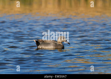 Gadwall (Anas strepera / Mareca strepera) male swimming in lake Stock Photo