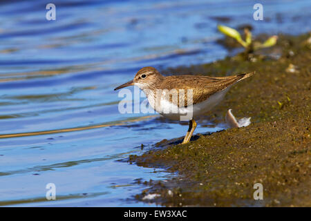 Common sandpiper (Actitis hypoleucos) foraging in saltmarsh Stock Photo