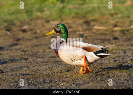 Mallard / wild duck (Anas platyrhynchos) male Stock Photo