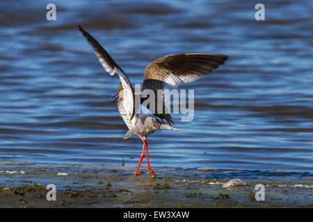 Common redshank (Tringa totanus) calling and flapping wings in wetland Stock Photo