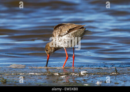 Common redshank (Tringa totanus) foraging in wetland Stock Photo