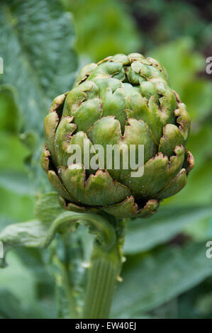 Globe artichoke plant Cynara scolymus vegetable garden healthy green fresh food Stock Photo