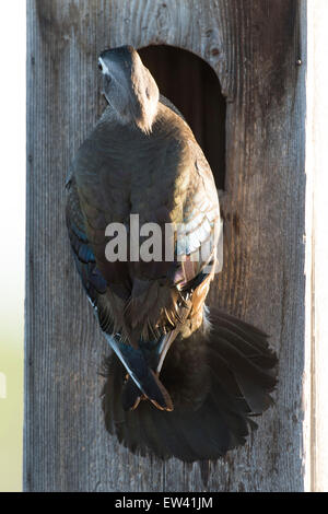 Nesting Hen Wood Duck Stock Photo