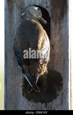 Nesting Hen Wood Duck Stock Photo