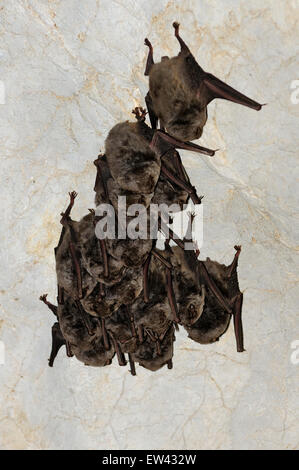 Vertical portrait of group of Schreibers' bats, Miniopterus schreibersii, hanging from the ceiling of a cave. Stock Photo