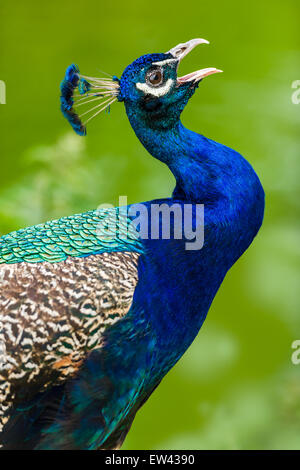 The beautiful iridescent blue of a Peacock's plumage shines brightly in the sunshine. Stock Photo
